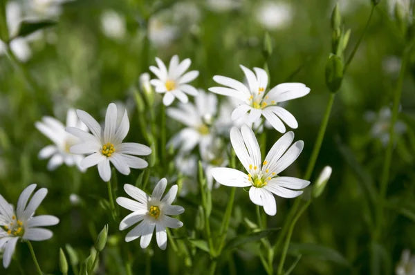 GREATER STITCHWORT Stellaria holostea