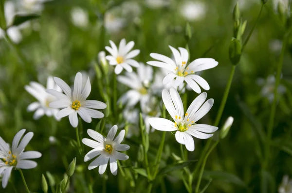 GREATER STITCHWORT  Stellaria holostea