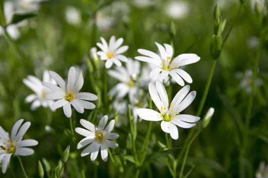 GREATER STITCHWORT  Stellaria holostea