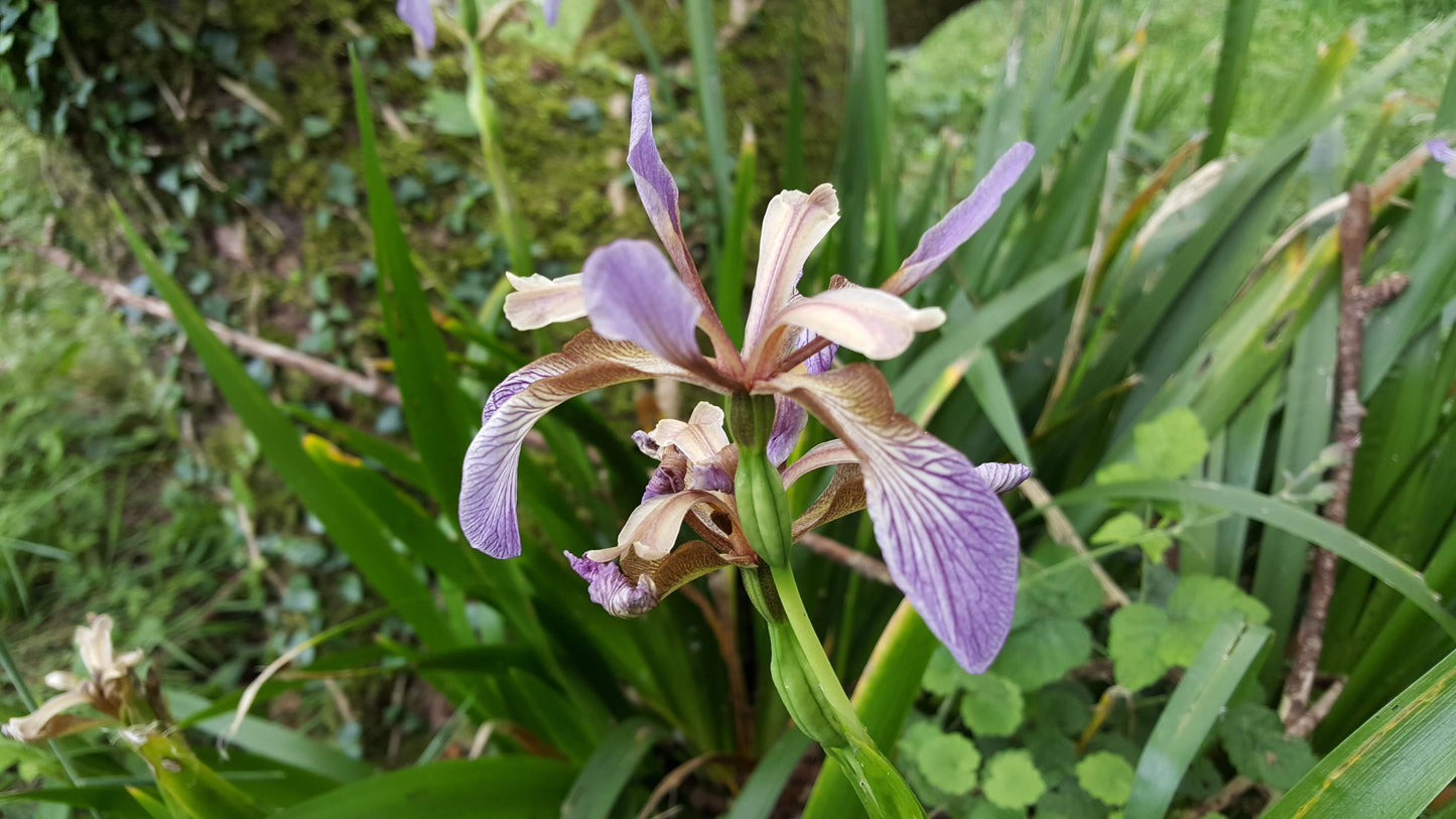 STINKING IRIS Iris foetidissima