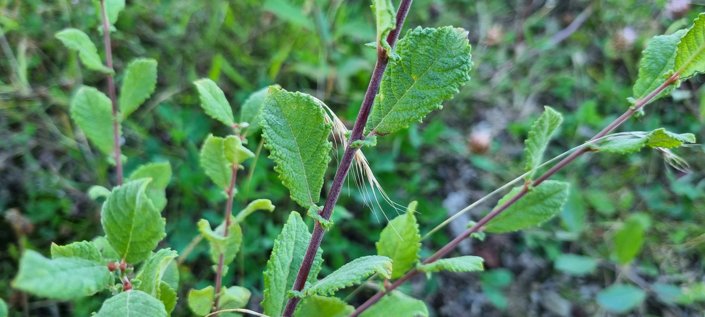 EARED WILLOW Salix aurita