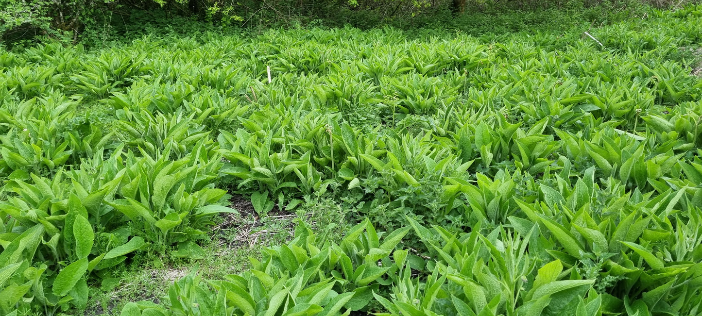 COMMON COMFREY Symphytum officinale