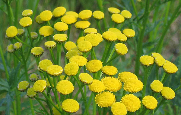 TANSY Tanacetum vulgare