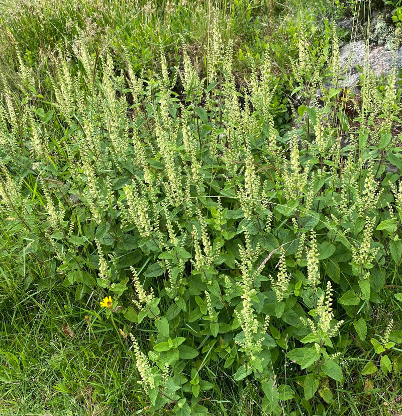 WOOD SAGE Teucrium scorodonia