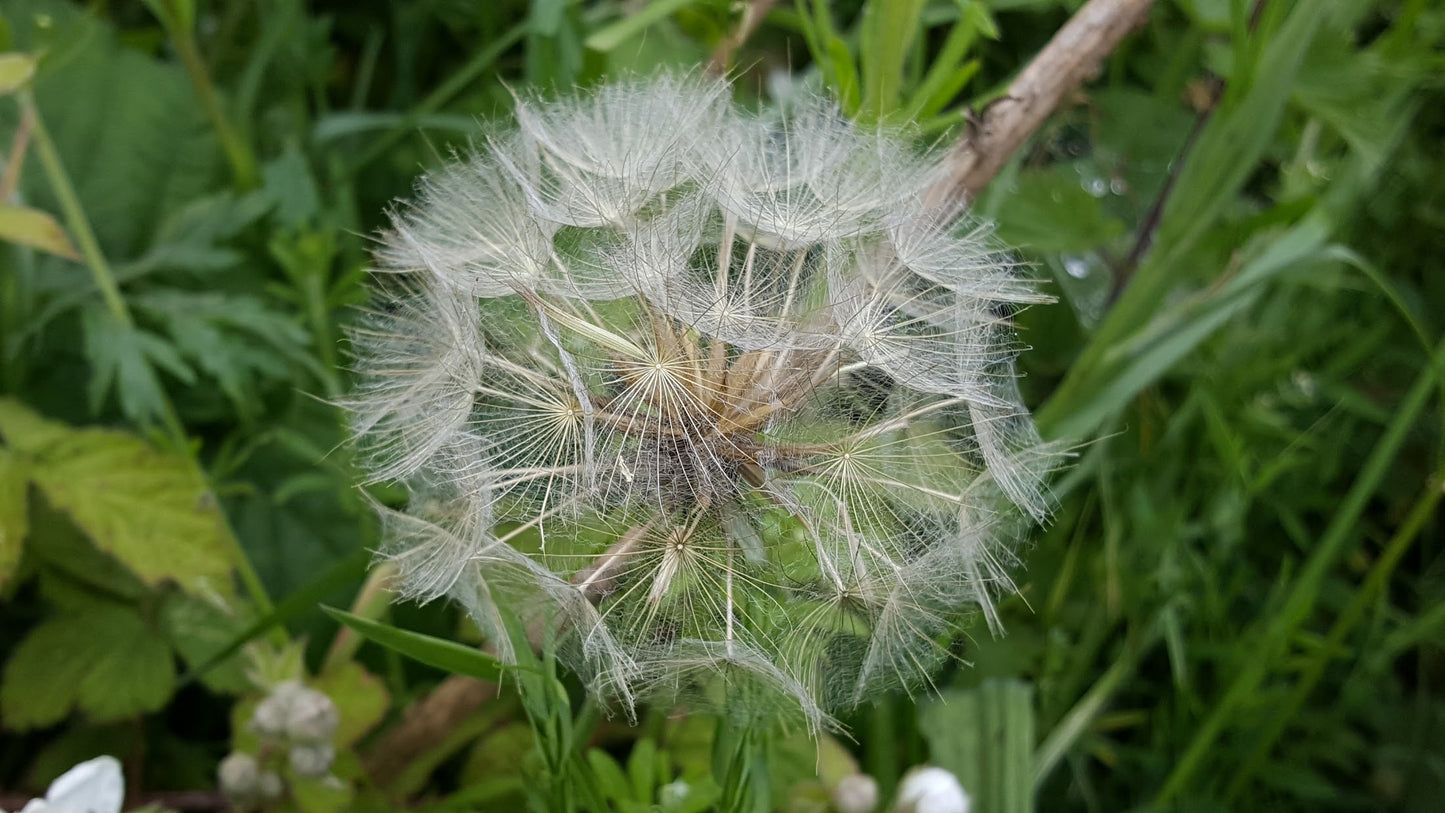 GOAT'S-BEARD Tragopogon pratensis