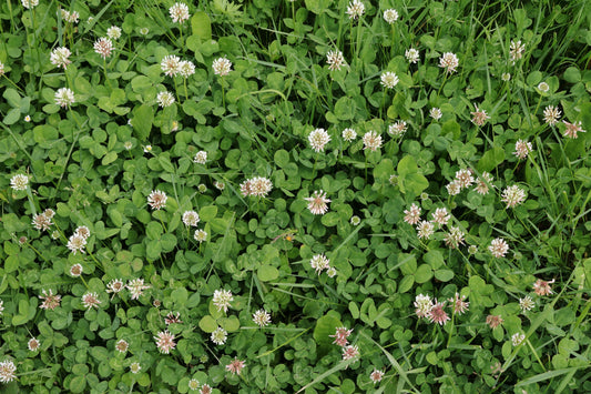 WHITE CLOVER  Trifolium repens