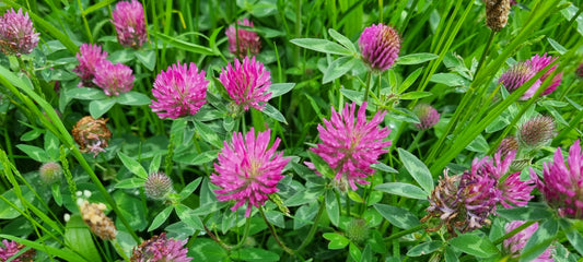 ZIGZAG CLOVER  Trifolium medium