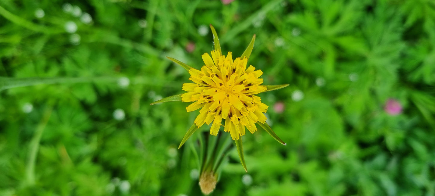 GOAT'S-BEARD Tragopogon pratensis