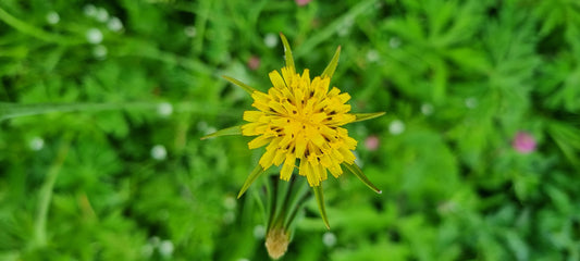 GOAT'S-BEARD  Tragopogon pratensis