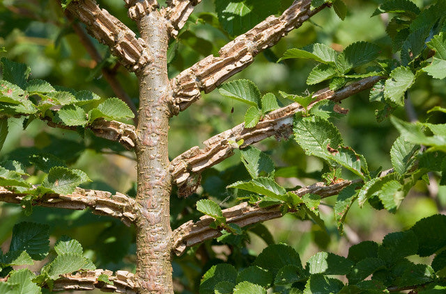 SMALL-LEAVED ELM Ulmus minor