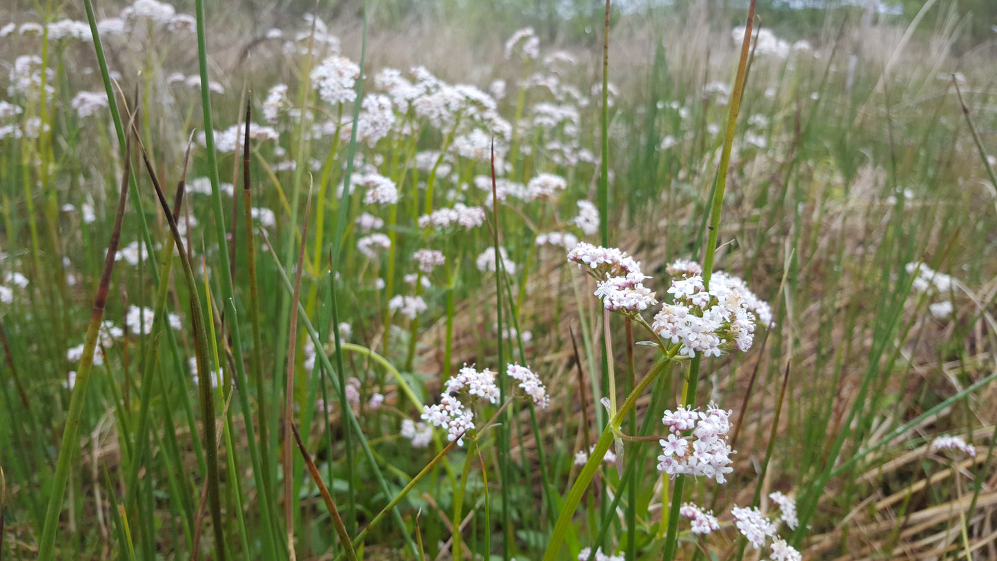 MARSH VALERIAN Valeriana dioica