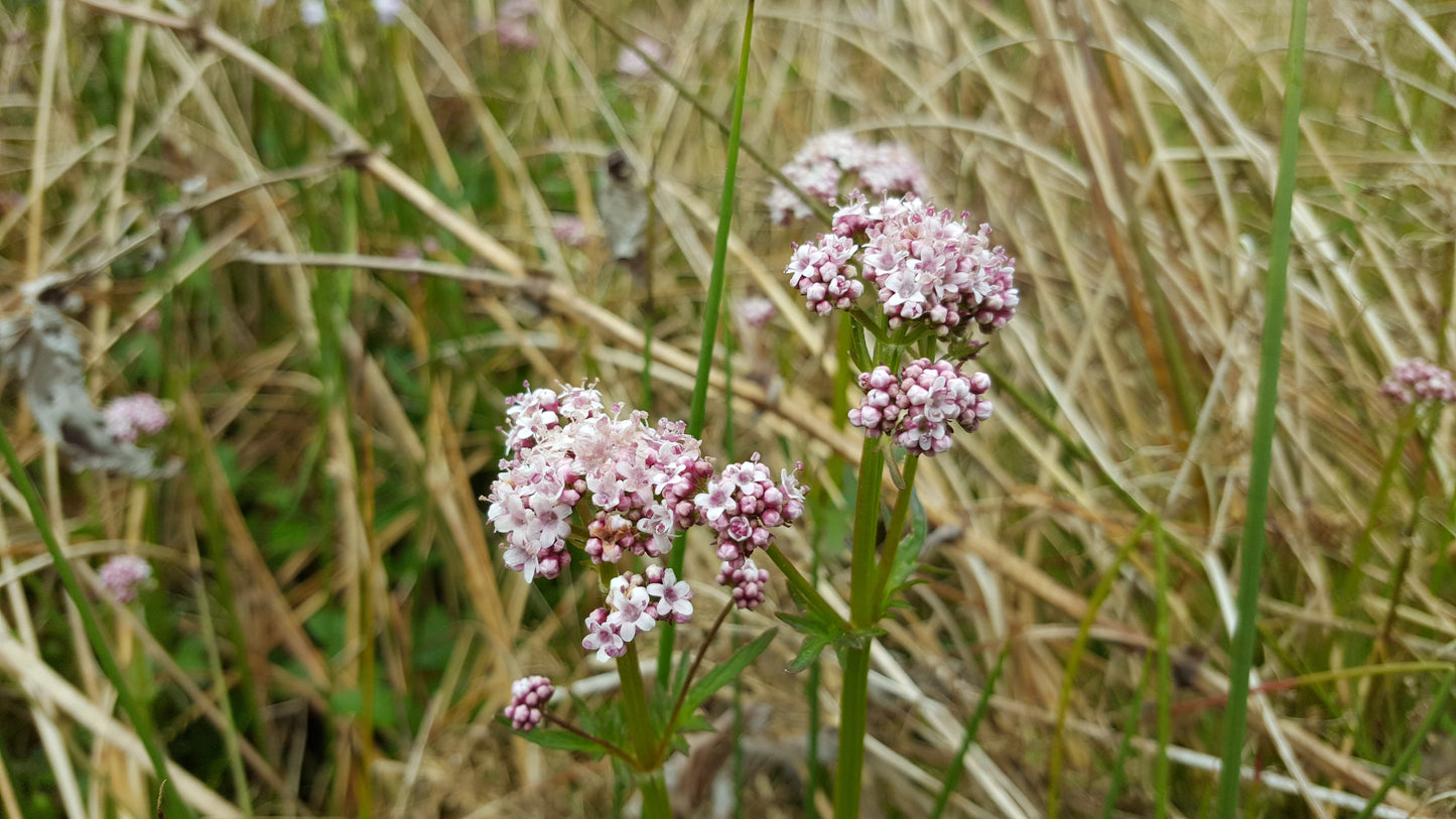 MARSH VALERIAN Valeriana dioica