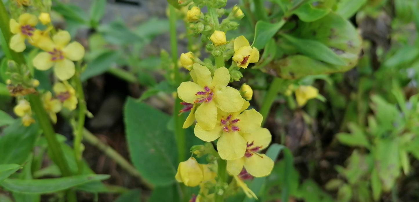 DARK MULLEIN Verbascum nigrum