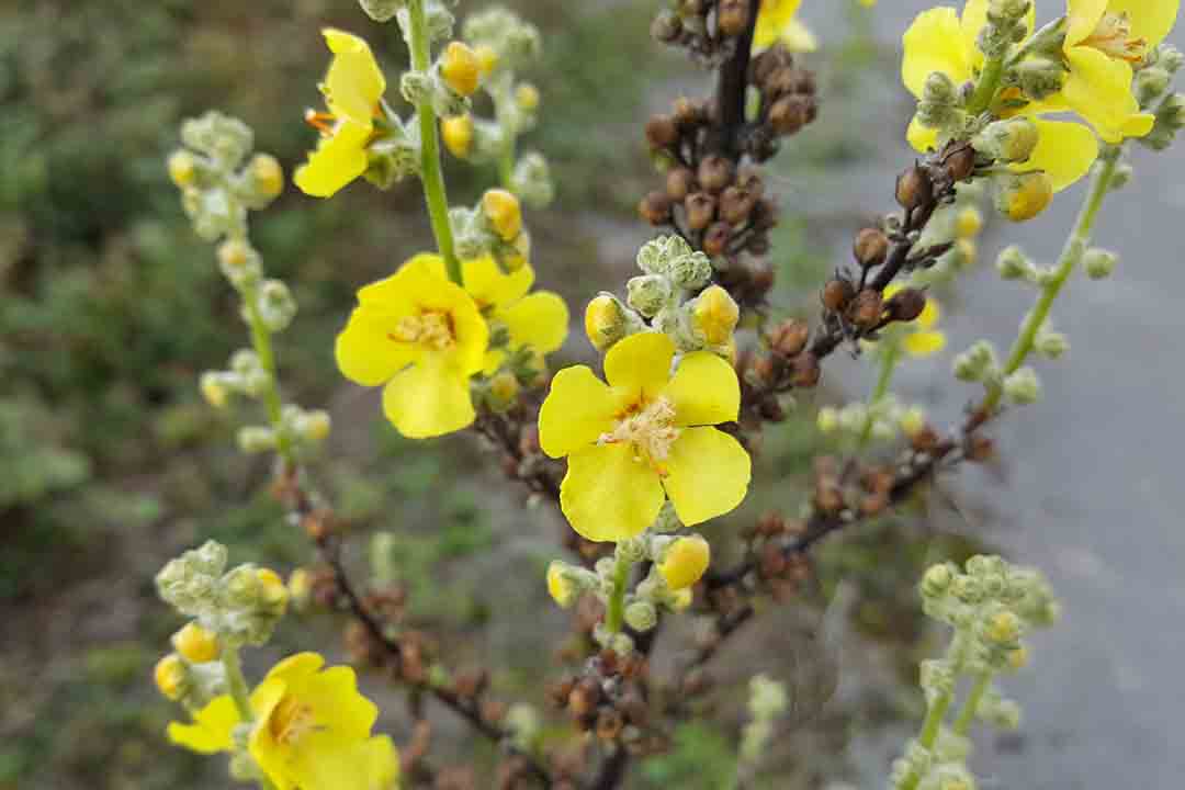 HOARY MULLEIN Verbascum pulverulentum
