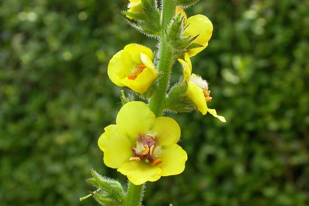 TWIGGY MULLEIN Verbascum virgatum