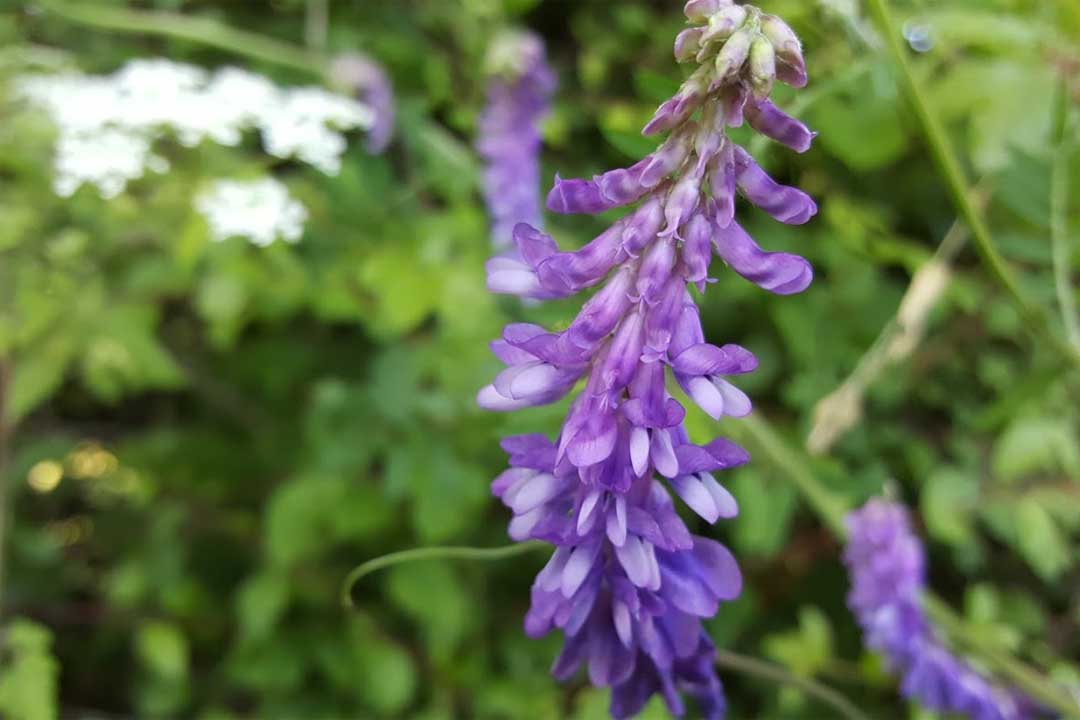 TUFTED VETCH Vicia cracca