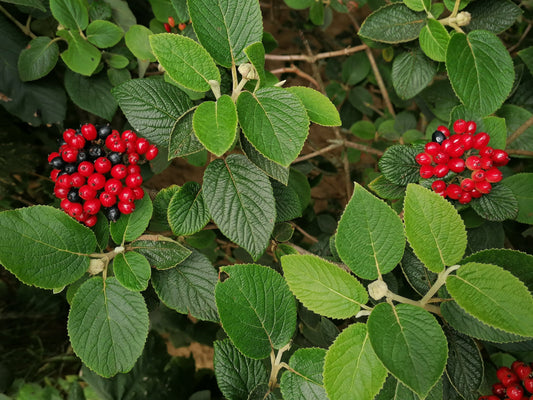 WAYFARING-TREE  Viburnum lantana