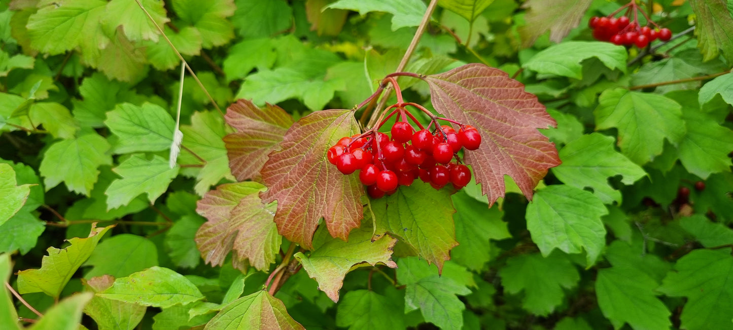 GUELDER-ROSE Viburnum opulus