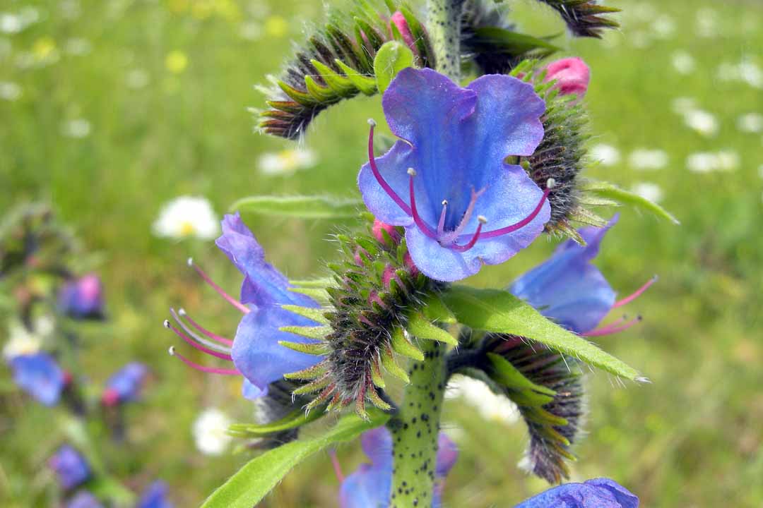 VIPER'S-BUGLOSS Echium vulgare