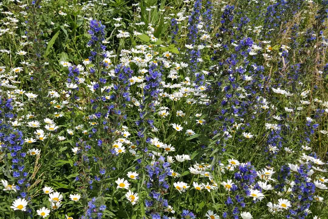 VIPER'S-BUGLOSS Echium vulgare