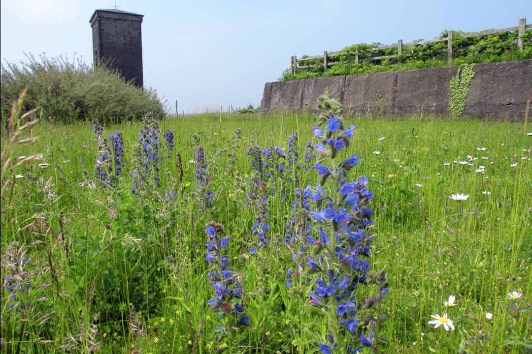 VIPER'S-BUGLOSS Echium vulgare