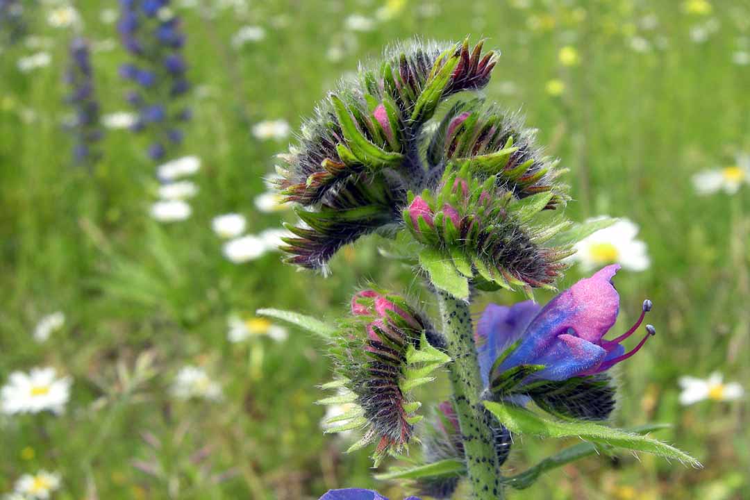 VIPER'S-BUGLOSS Echium vulgare