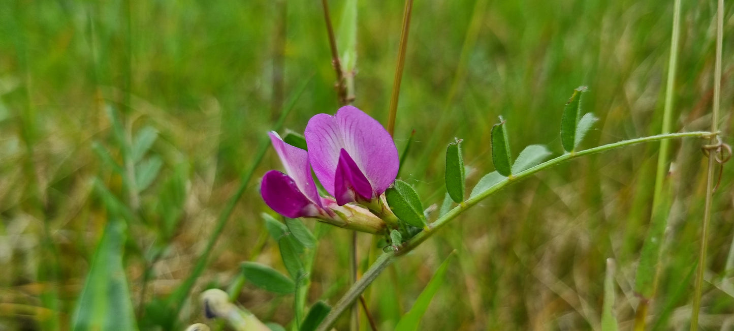 COMMON VETCH Vicia sativa subsp. segetalis