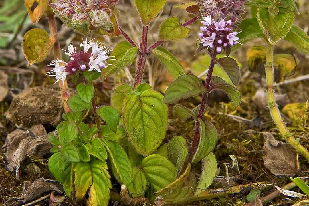 WATER MINT Mentha aquatica