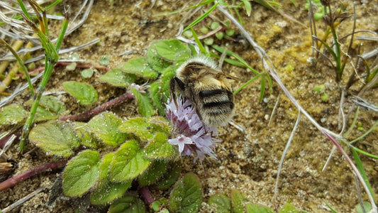 WATER MINT  Mentha aquatica