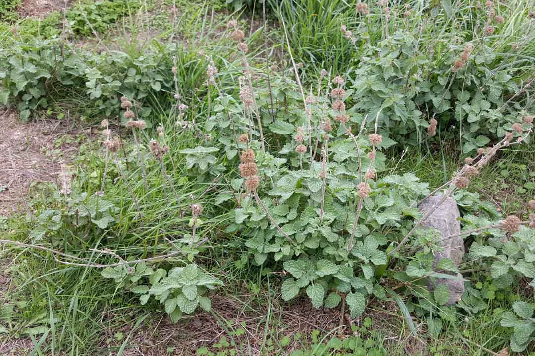 WHITE HOREHOUND Marrubium vulgare