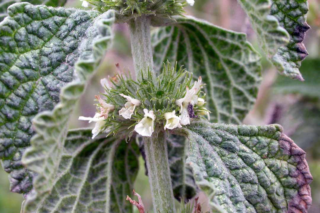 WHITE HOREHOUND Marrubium vulgare