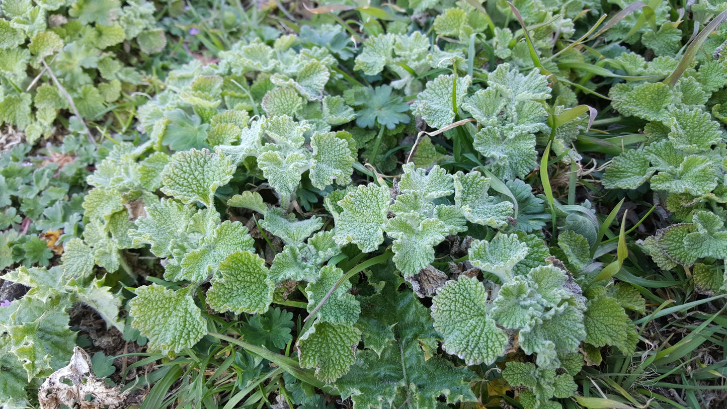 WHITE HOREHOUND Marrubium vulgare