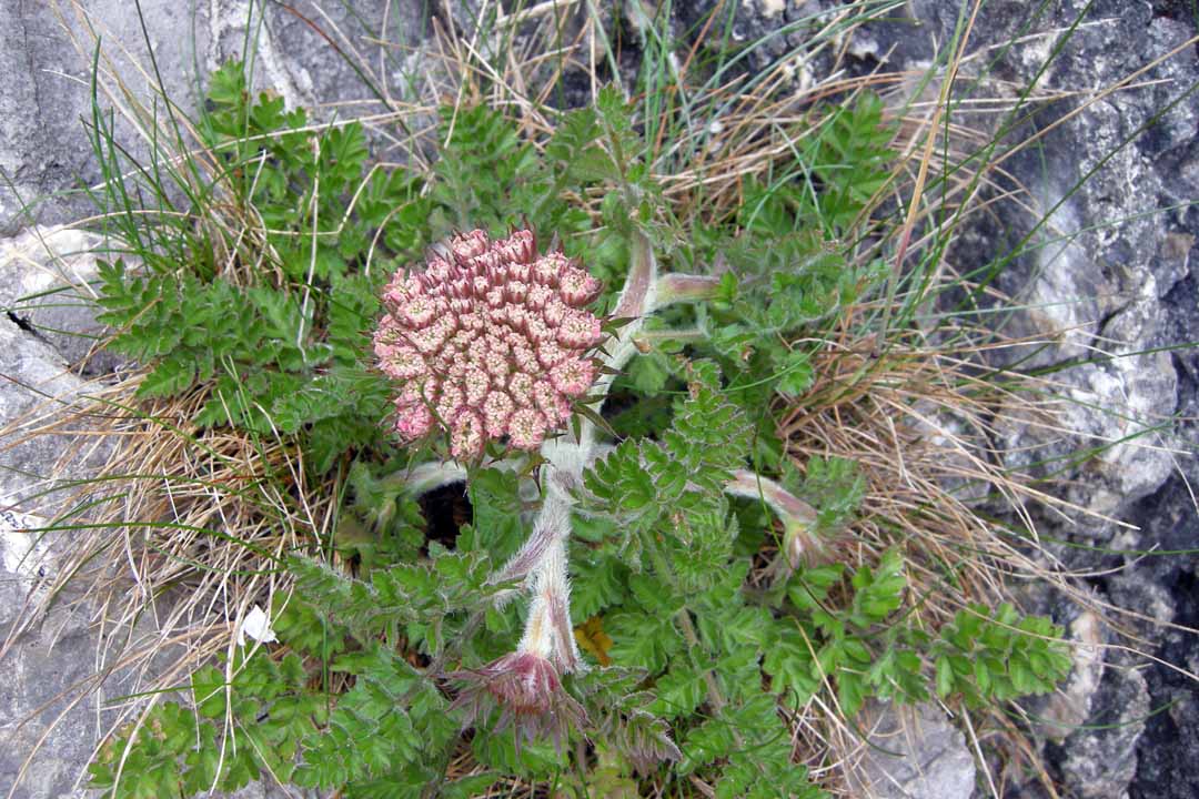 SEA CARROT Daucus carota subsp. gummifer
