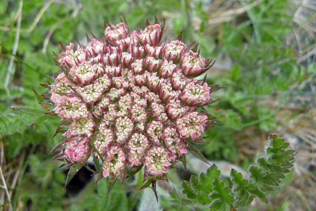 SEA CARROT Daucus carota subsp. gummifer
