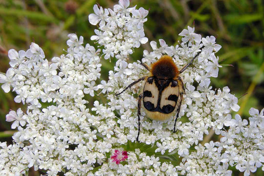 WILD CARROT  Daucus carota