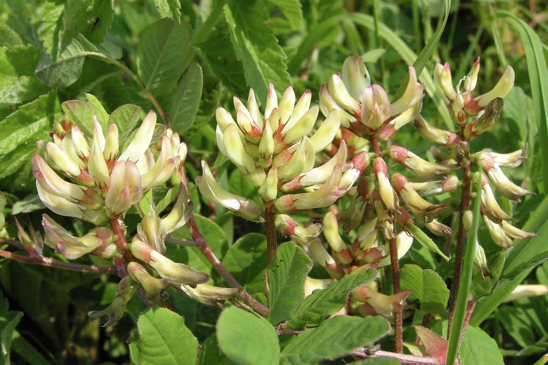 WILD LIQUORICE Astragalus glycyphyllos