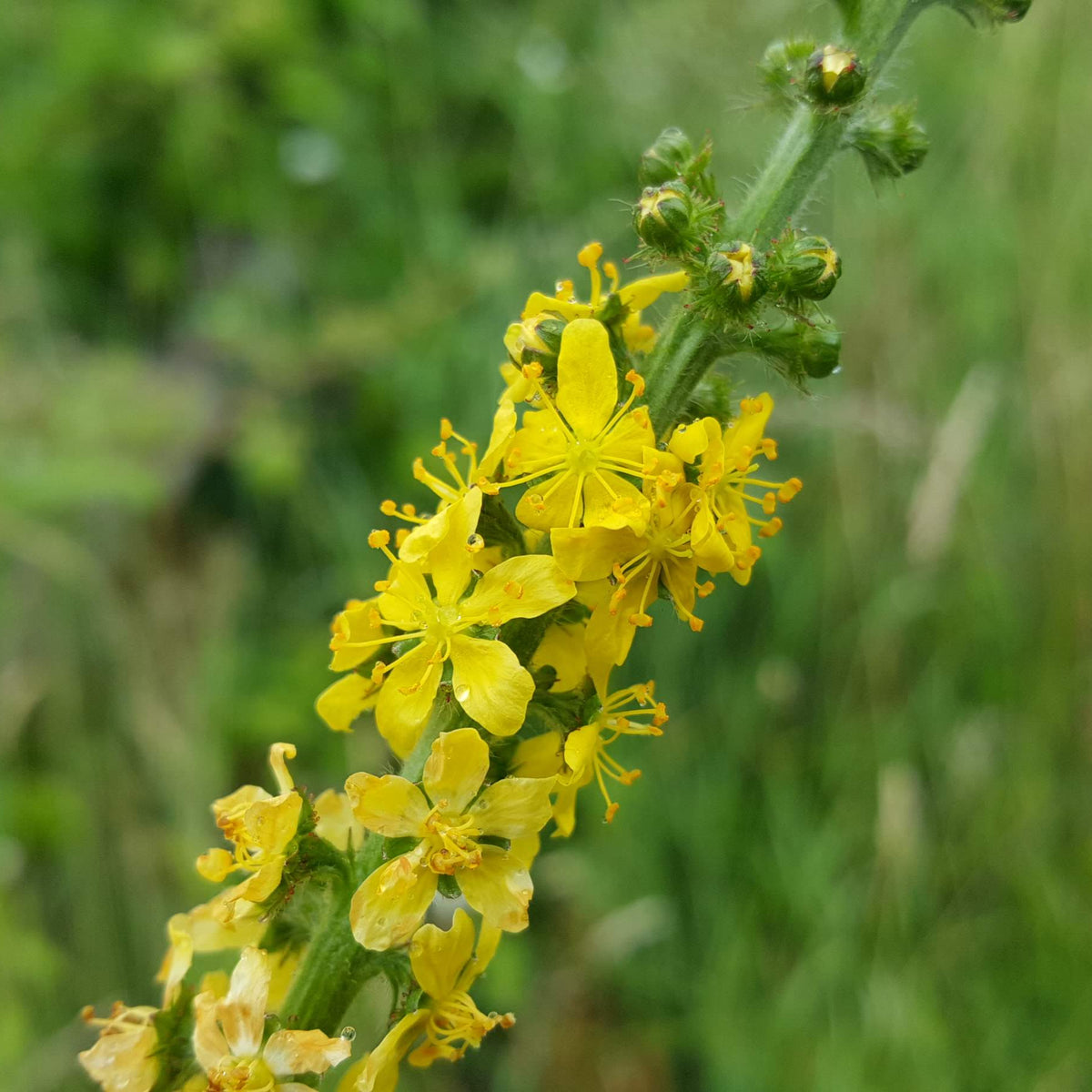 AGRIMONY Agrimonia eupatoria – Celtic Wildflowers