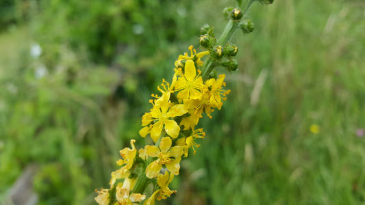 AGRIMONY  Agrimonia eupatoria