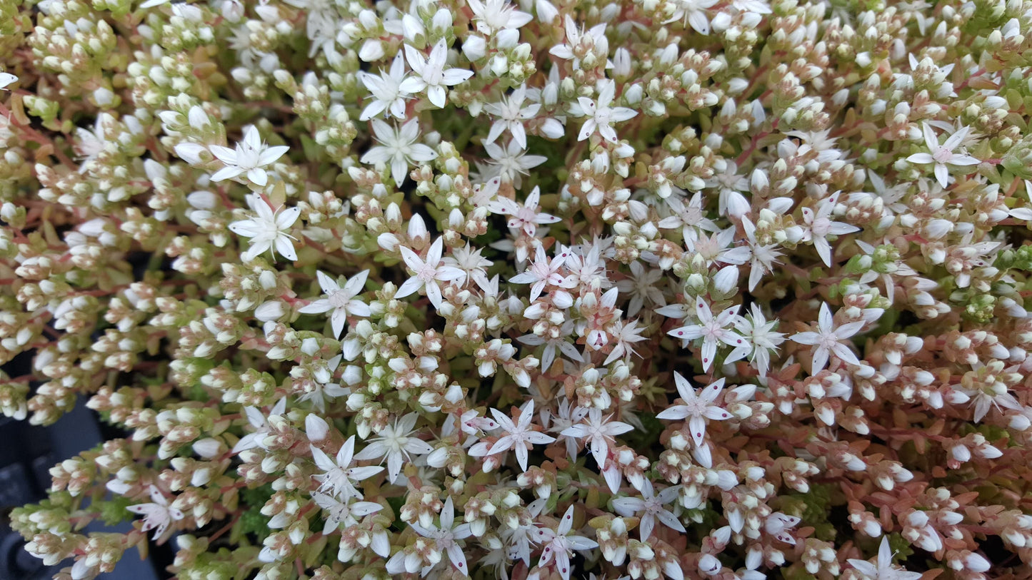 ENGLISH STONECROP Sedum anglicum