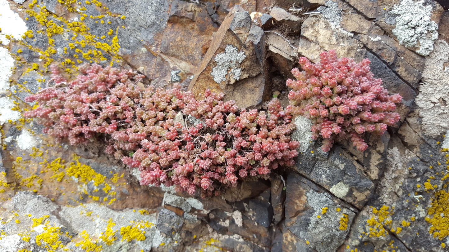 ENGLISH STONECROP Sedum anglicum