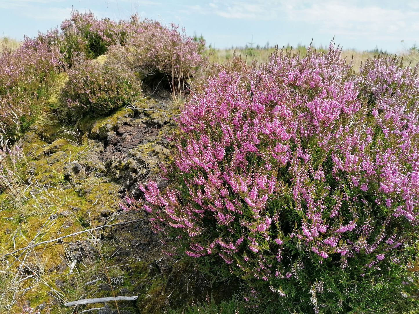 HEATHER / LING Calluna vulgaris