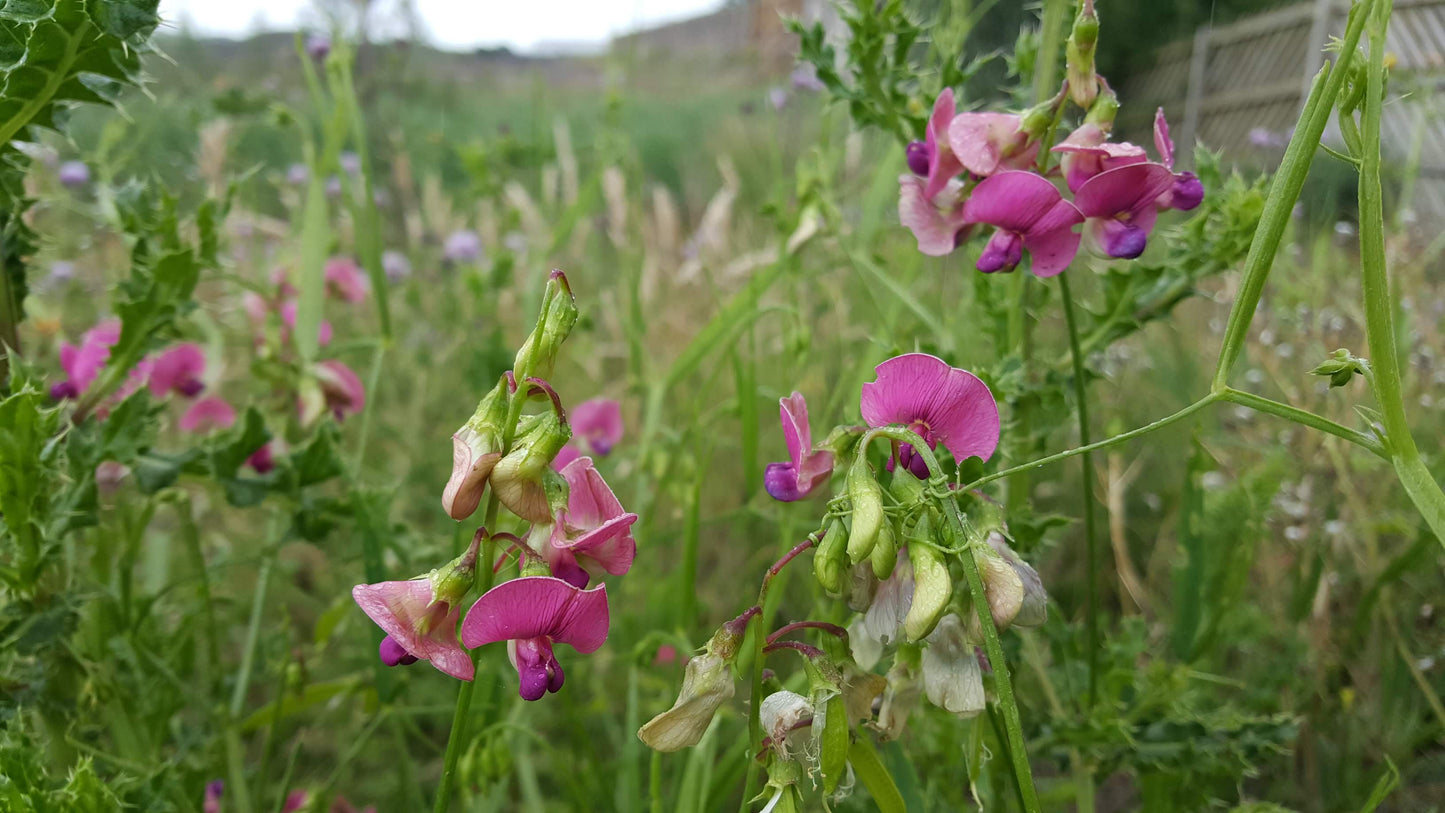 NARROW-LEAVED EVERLASTING-PEA  Lathyrus sylvestris