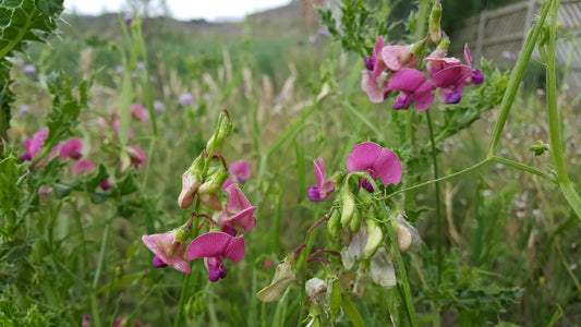 NARROW-LEAVED EVERLASTING-PEA  Lathyrus sylvestris