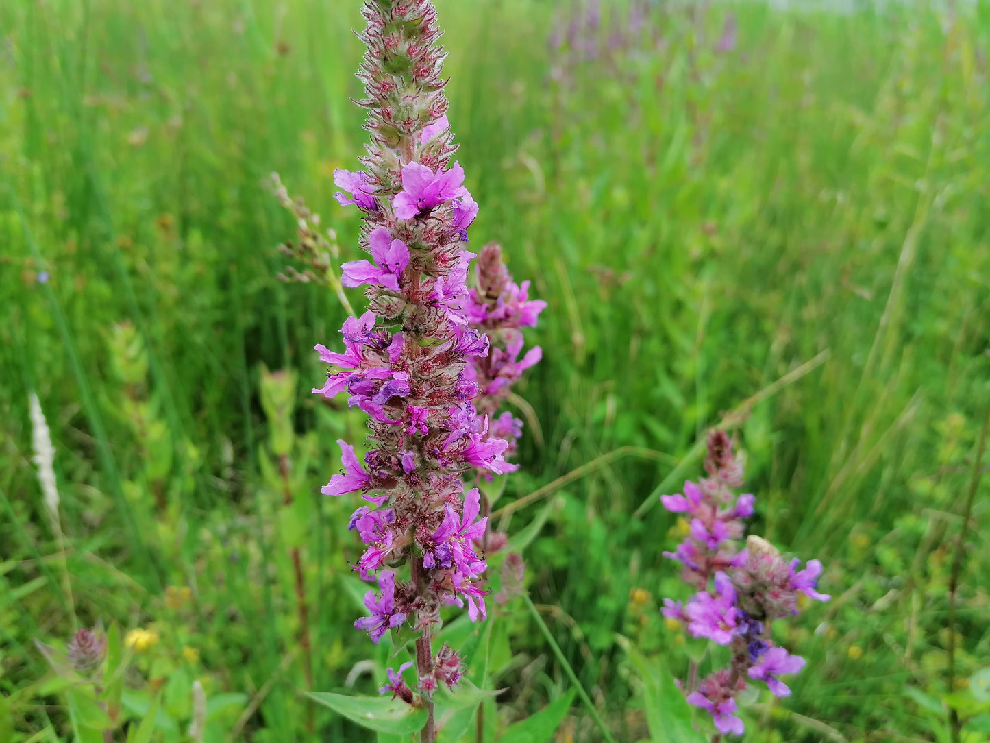 PURPLE LOOSESTRIFE Lythrum salicaria