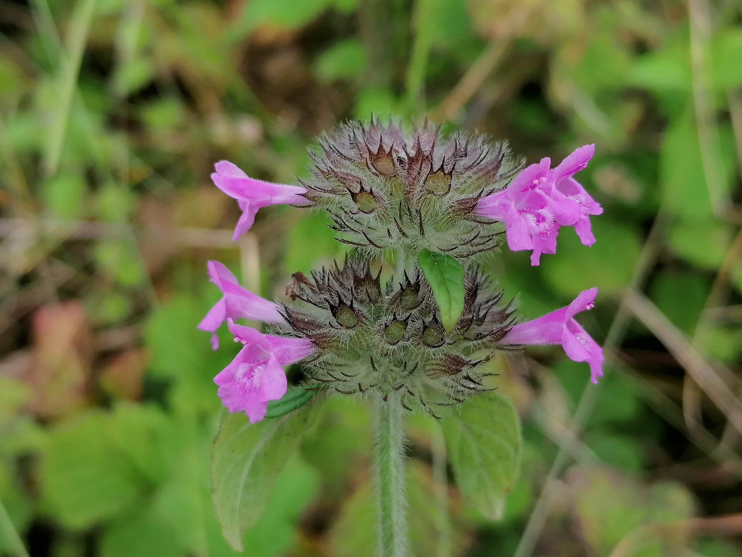 WILD BASIL  Clinopodium vulgare