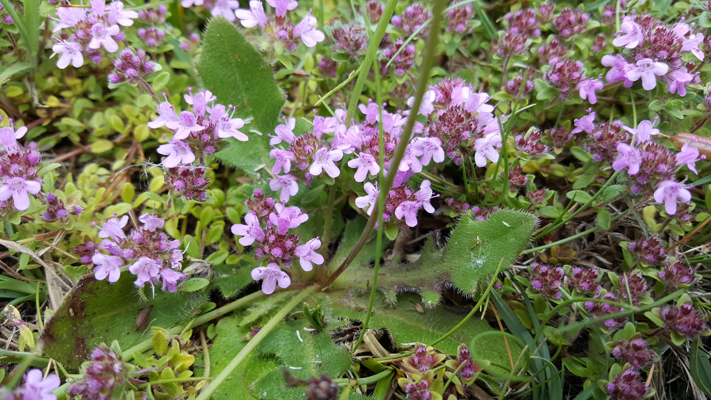 WILD THYME Thymus polytrichus