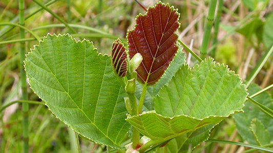 ALDER  Alnus glutinosa