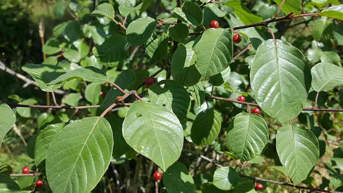 ALDER BUCKTHORN Frangula alnus