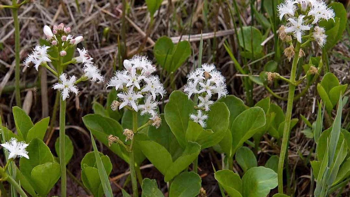 BOGBEAN Menyanthes trifoliata