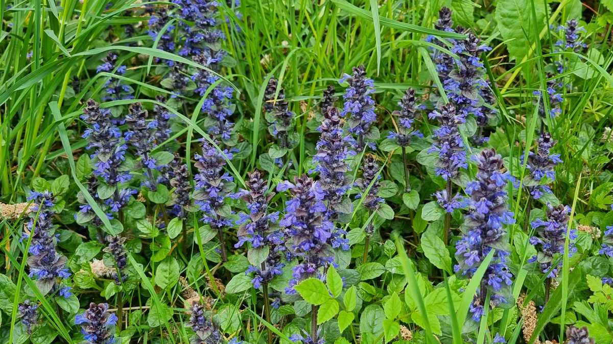 BUGLE Ajuga reptans